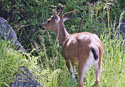 Odocoileus hemionus